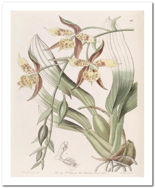 Edward's Botanical Register 8x10 Botanical Art Print 03062500925