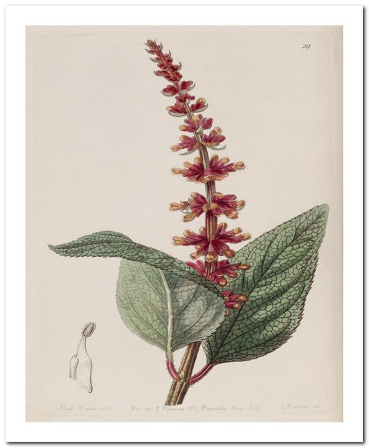 Edward's Botanical Register 8x10 Botanical Art Print 03062500926