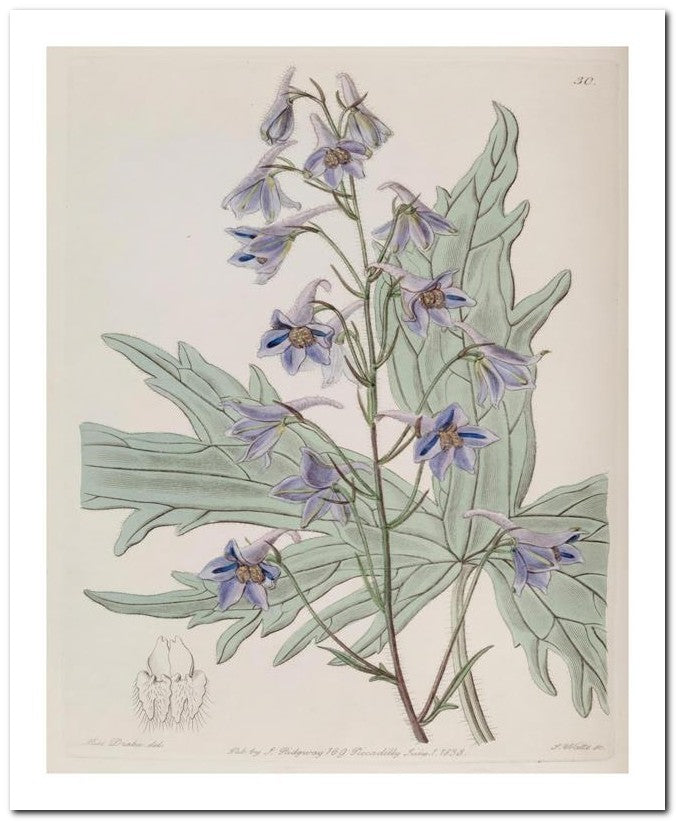 Edward's Botanical Register 8x10 Botanical Art Print 03062500927