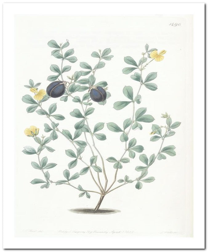 Edward's Botanical Register 8x10 Botanical Art Print 03062500928