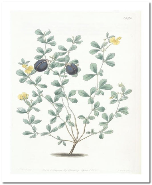 Edward's Botanical Register 8x10 Botanical Art Print 03062500928