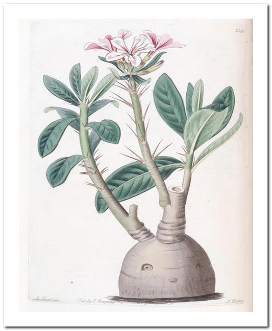 Edward's Botanical Register 8x10 Botanical Art Print 03062500930