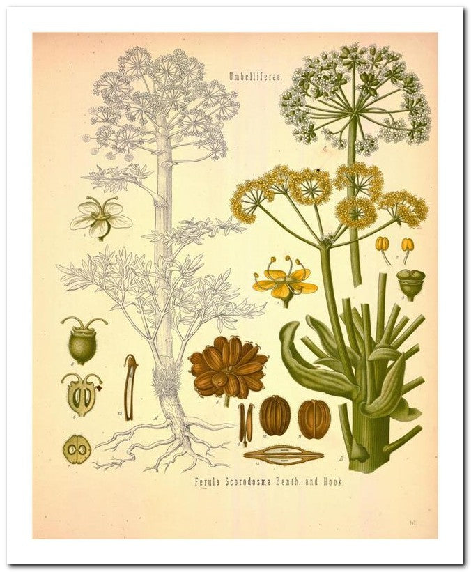 Edward's Botanical Register 8x10 Botanical Art Print 03062500931