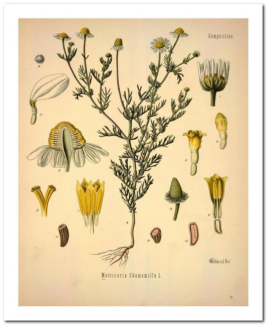 Kohler Medizinal Pflanzen 8x10 Botanical Art Print 03062500932