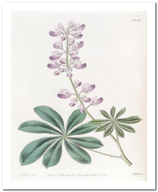 Kohler Medizinal Pflanzen 8x10 Botanical Art Print 03062500933