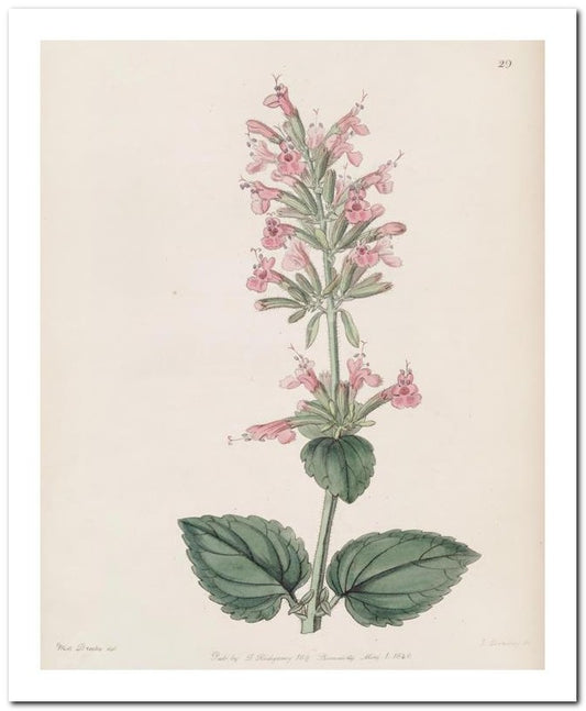 Edward's Botanical Register 8x10 Botanical Art Print 03062500934