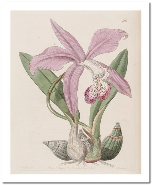 Edward's Botanical Register 8x10 Botanical Art Print 03062500935