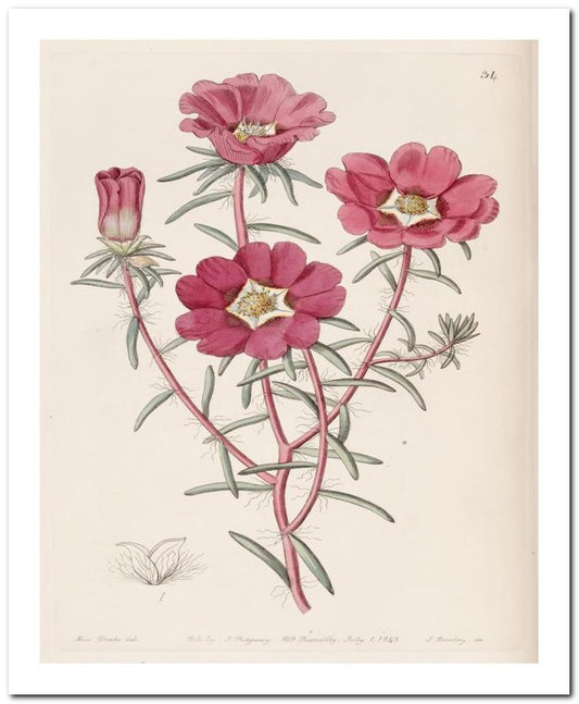 Edward's Botanical Register 8x10 Botanical Art Print 03062500936