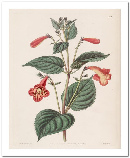 Edward's Botanical Register 8x10 Botanical Art Print 03062500937