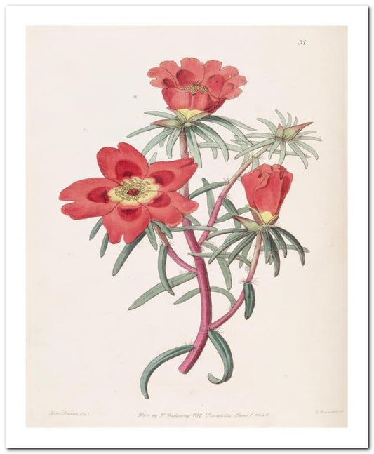 Edward's Botanical Register 8x10 Botanical Art Print 03062500938