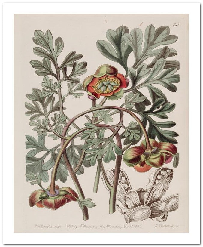 Edward's Botanical Register 8x10 Botanical Art Print 03062500940