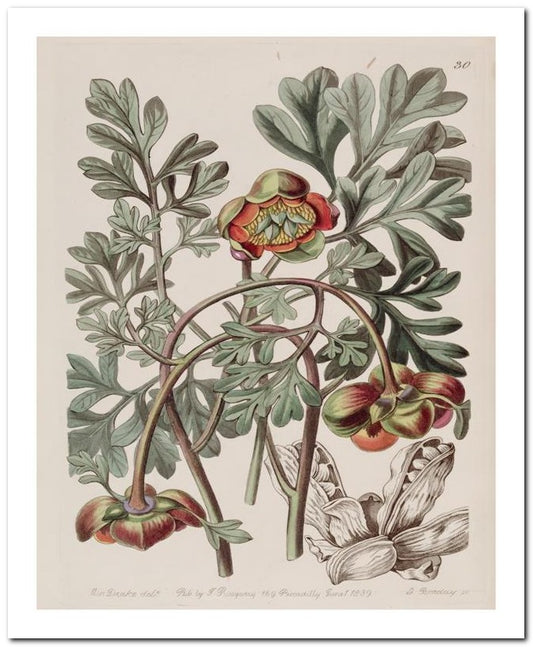Edward's Botanical Register 8x10 Botanical Art Print 03062500940