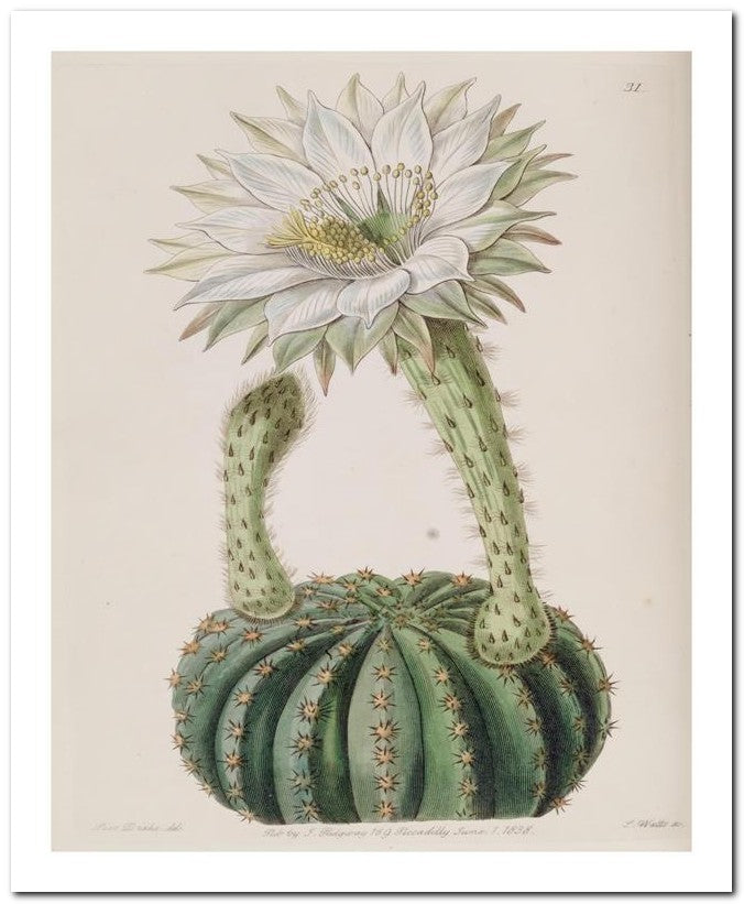 Edward's Botanical Register 8x10 Botanical Art Print 03062500941