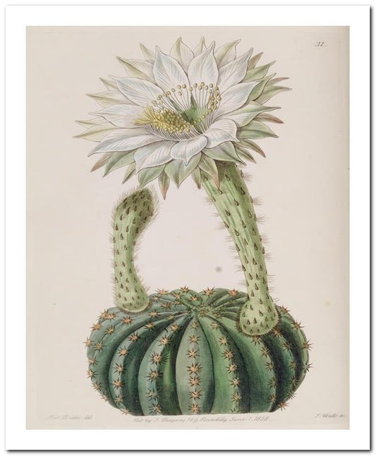Edward's Botanical Register 8x10 Botanical Art Print 03062500941