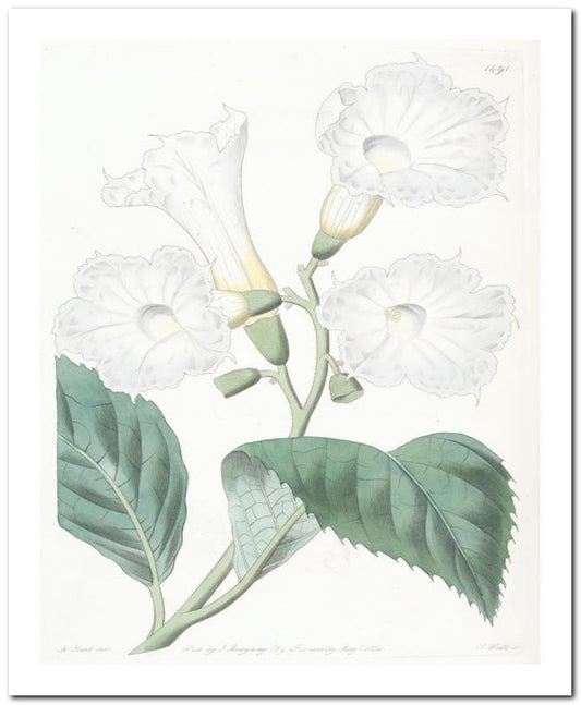 Edward's Botanical Register 8x10 Botanical Art Print 03062500943