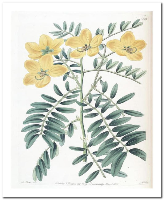 Edward's Botanical Register 8x10 Botanical Art Print 03062500944
