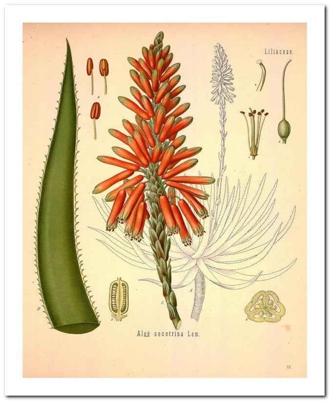 Edward's Botanical Register 8x10 Botanical Art Print 03062500945
