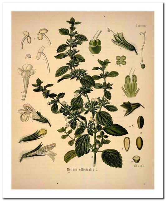 Kohler Medizinal Pflanzen 8x10 Botanical Art Print 03062500946