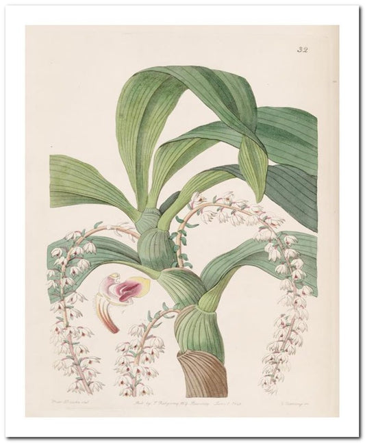 Kohler Medizinal Pflanzen 8x10 Botanical Art Print 03062500947