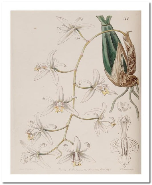 Edward's Botanical Register 8x10 Botanical Art Print 03062500951