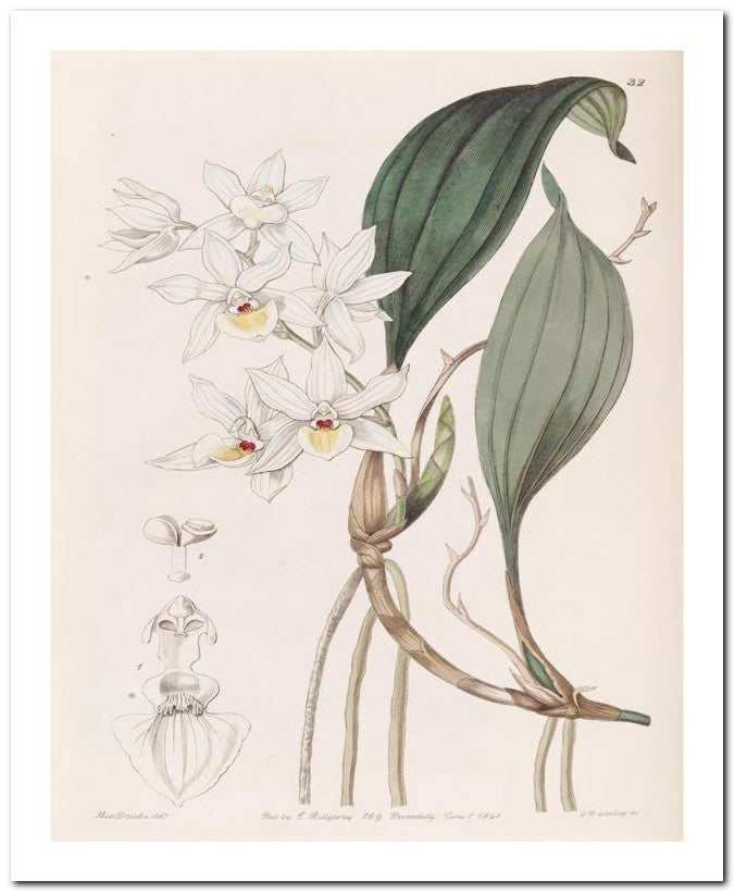 Edward's Botanical Register 8x10 Botanical Art Print 03062500952