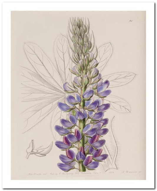 Edward's Botanical Register 8x10 Botanical Art Print 03062500953