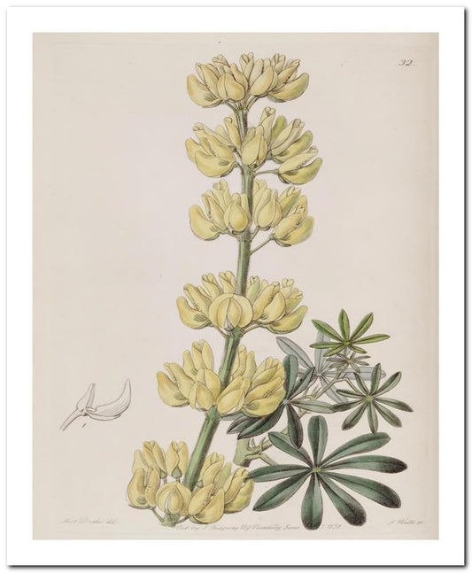 Edward's Botanical Register 8x10 Botanical Art Print 03062500954