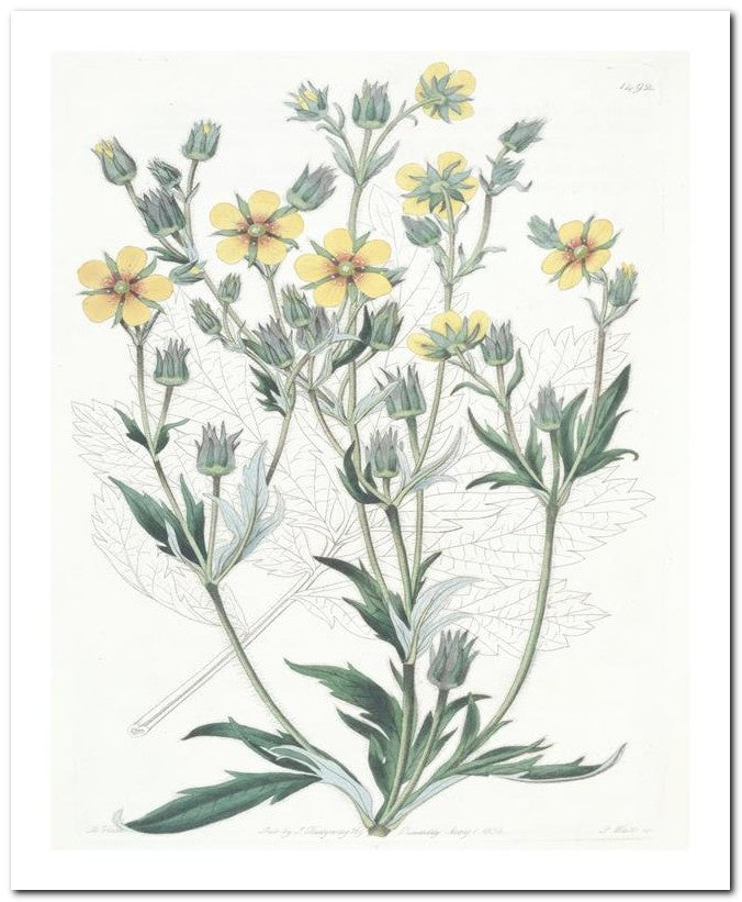 Edward's Botanical Register 8x10 Botanical Art Print 03062500956