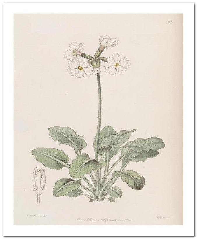 Edward's Botanical Register 8x10 Botanical Art Print 03062500961