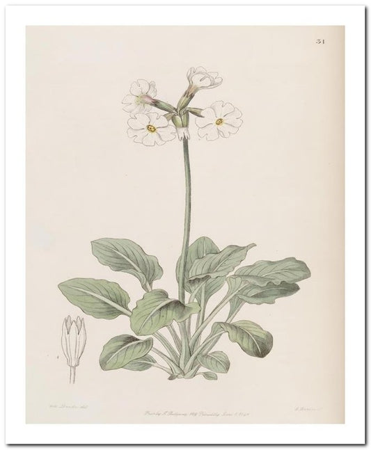 Edward's Botanical Register 8x10 Botanical Art Print 03062500961