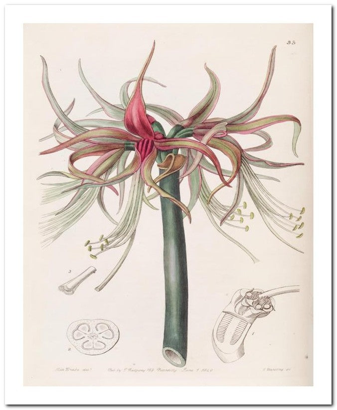 Edward's Botanical Register 8x10 Botanical Art Print 03062500964