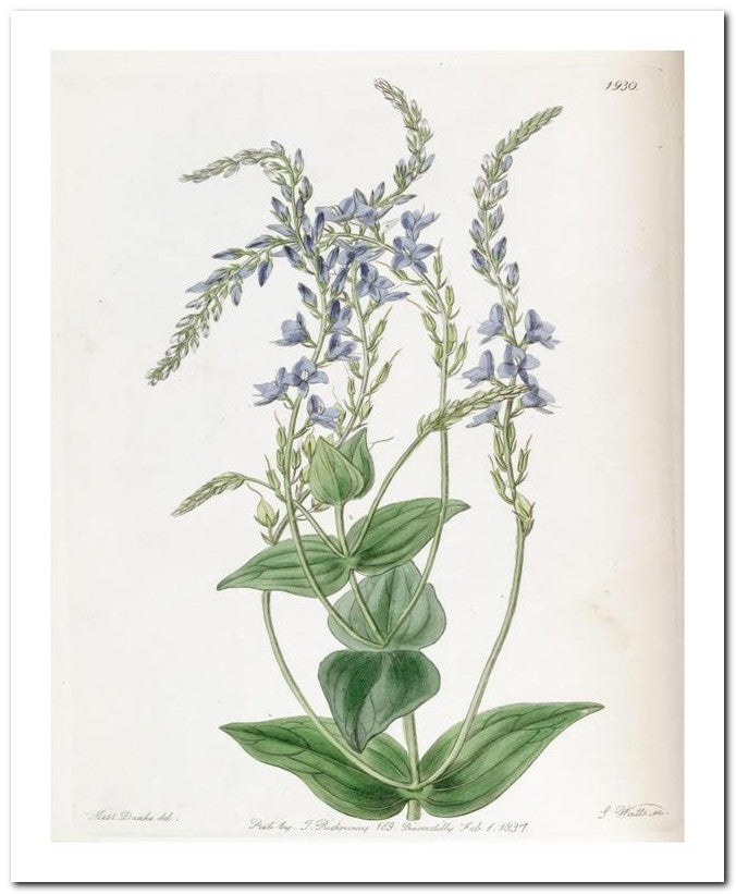 Edward's Botanical Register 8x10 Botanical Art Print 03062500966