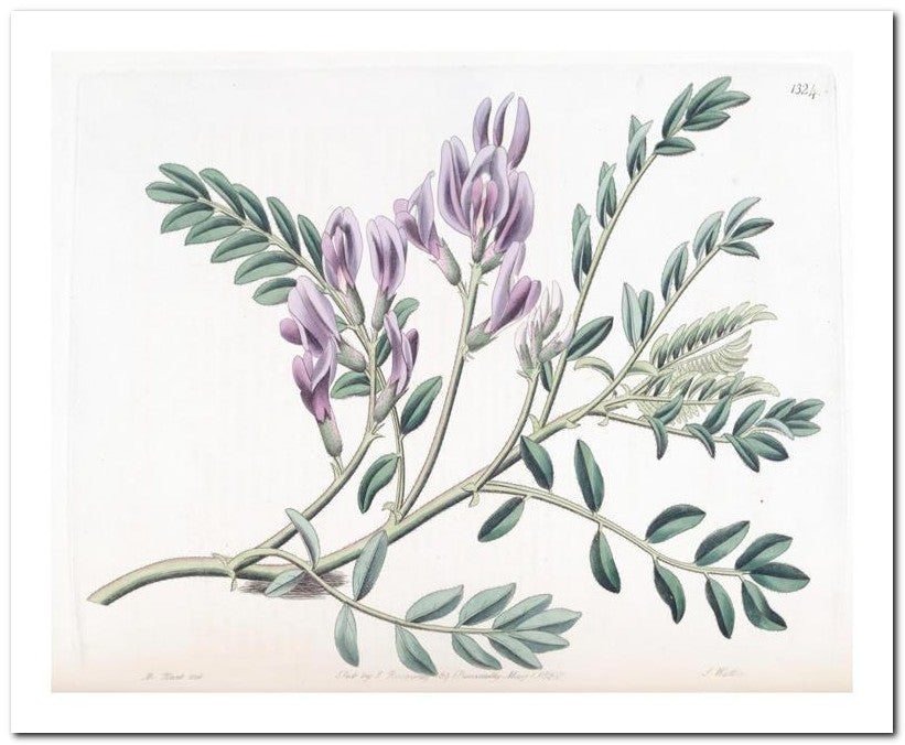 Edward's Botanical Register 8x10 Botanical Art Print 03062500969