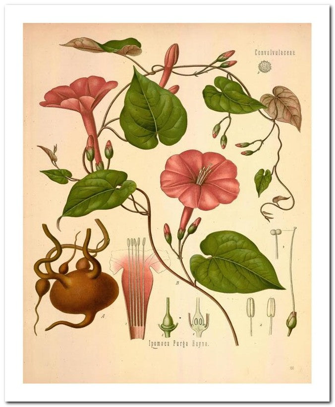 Edward's Botanical Register 8x10 Botanical Art Print 03062500970