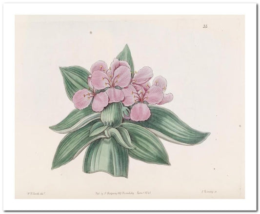 Edward's Botanical Register 8x10 Botanical Art Print 03062500976