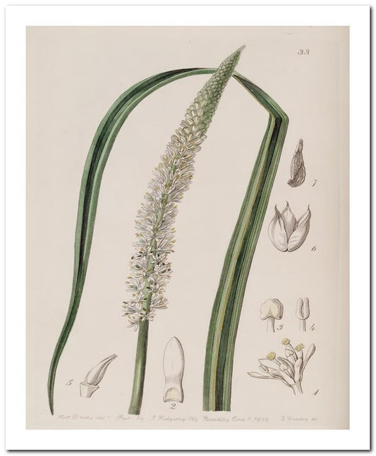 Edward's Botanical Register 8x10 Botanical Art Print 03062500977