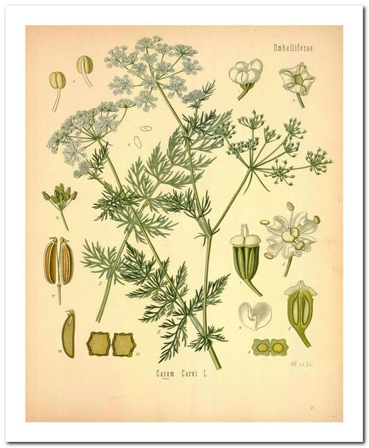 Edward's Botanical Register 8x10 Botanical Art Print 03062500981