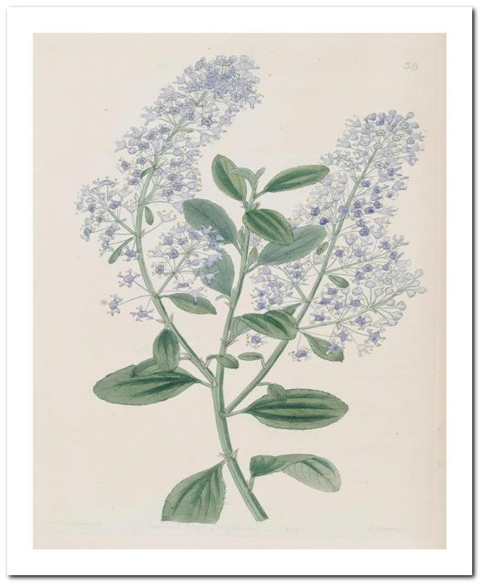 Edward's Botanical Register 8x10 Botanical Art Print 03062500988