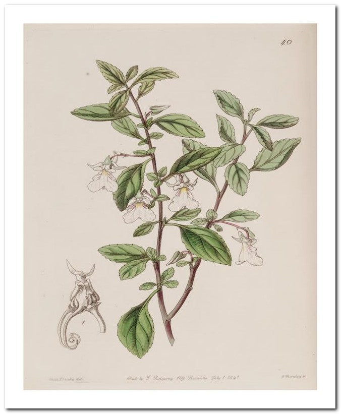 Edward's Botanical Register 8x10 Botanical Art Print 03062500991
