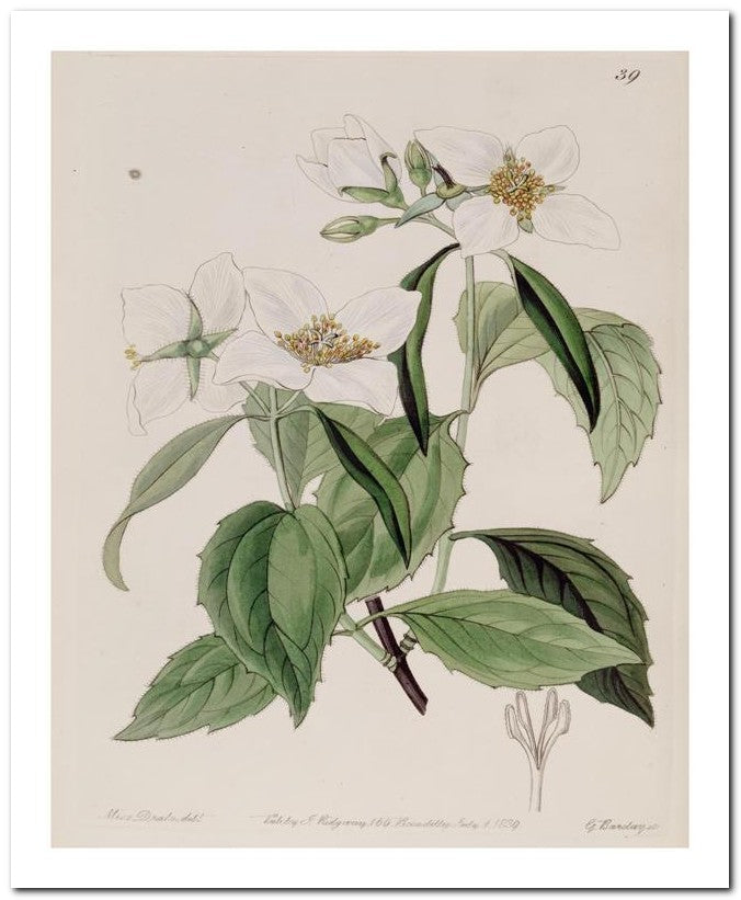 Edward's Botanical Register 8x10 Botanical Art Print 03062500993