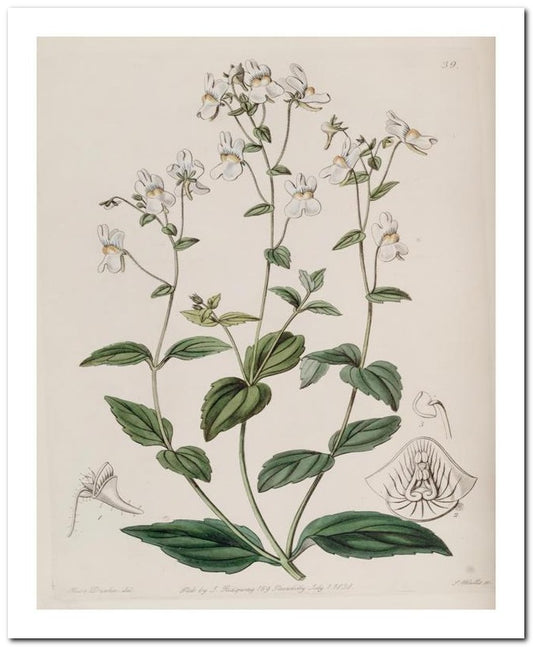 Edward's Botanical Register 8x10 Botanical Art Print 03062500994