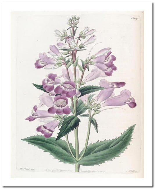 Edward's Botanical Register 8x10 Botanical Art Print 03062500997