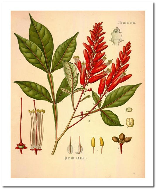 Edward's Botanical Register 8x10 Botanical Art Print 03062500998