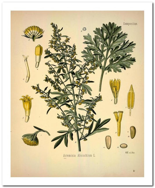 Kohler Medizinal Pflanzen 8x10 Botanical Art Print 03062500999