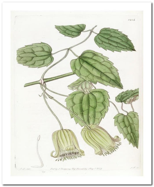 Kohler Medizinal Pflanzen 8x10 Botanical Art Print 03062501000