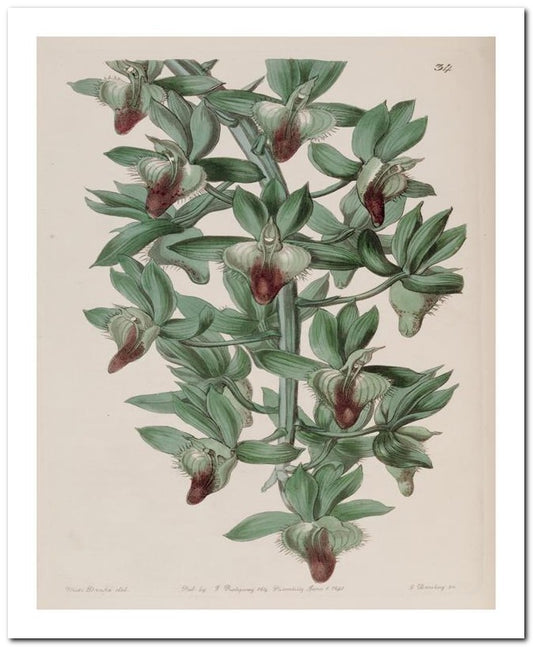 Edward's Botanical Register 8x10 Botanical Art Print 03062501001