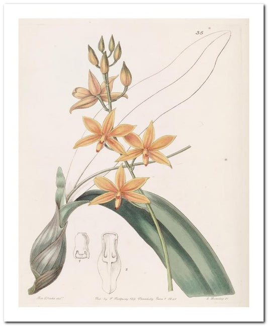 Edward's Botanical Register 8x10 Botanical Art Print 03062501002