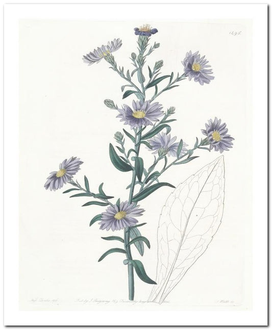 Edward's Botanical Register 8x10 Botanical Art Print 03062501004