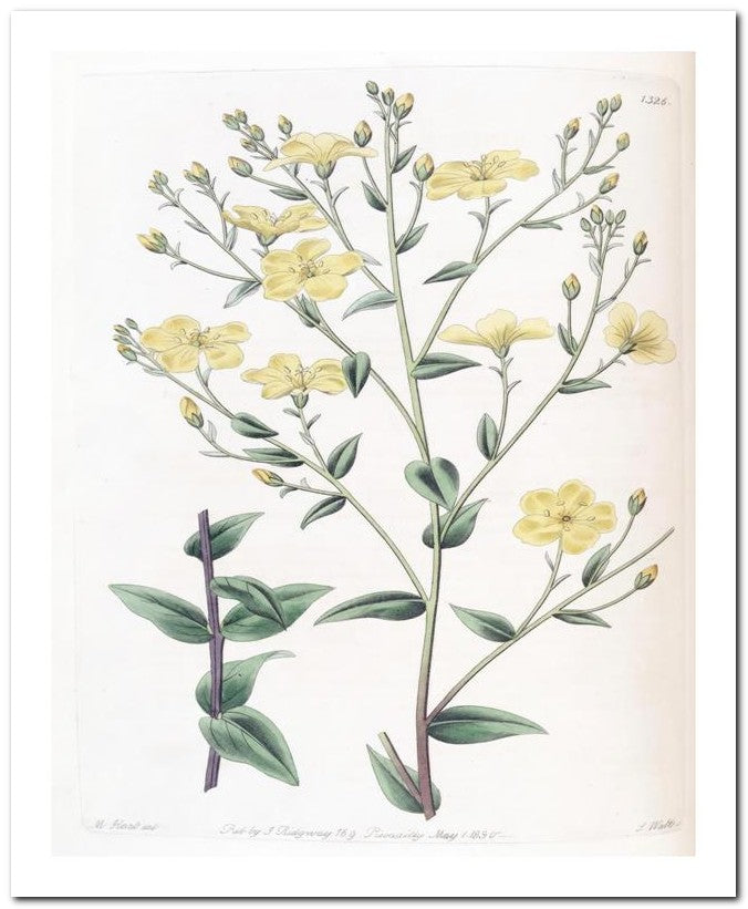 Edward's Botanical Register 8x10 Botanical Art Print 03062501005