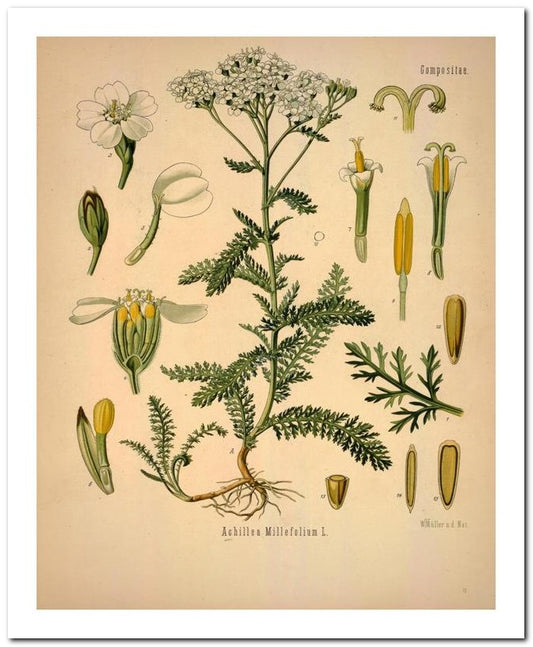 Kohler Medizinal Pflanzen 8x10 Botanical Art Print 03062501007